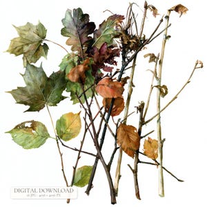 Könnte beinhalten: Eine Aquarellillustration von Herbstlaub mit einer Ansammlung von Ahorn- und Eichenblättern in Grün-, Gelb-, Orange- und Dunkelbrauntönen, die an dünnen, kahlen Holzzweigen und Ästen vor einem schlichten weißen Hintergrund befestigt sind.