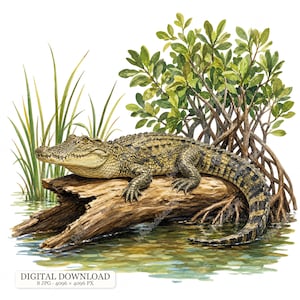 Könnte beinhalten: Eine Aquarellillustration eines grünen und braunen Alligators, der auf einem verwitterten Baumstamm in flachem Wasser ruht. Hinter dem Alligator befinden sich grüne Mangrovenwurzeln und hohes Gras. Der Text unten lautet DIGITAL DOWNLOAD 8 JPG 4096 x 4096 PX.