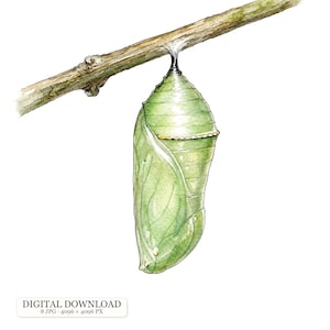 May include: A watercolor illustration of a green butterfly chrysalis hanging from a brown twig. The chrysalis features a smooth, tapered shape with a subtle gold-colored band near the top and delicate veining patterns across its surface.