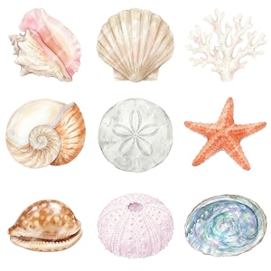 May include: Watercolor illustration of various seashells and marine life. Includes a pink conch shell, a beige scallop shell, a white coral, a nautilus shell, a sand dollar, an orange starfish, a brown cowrie shell, a pink sea urchin, and an iridescent abalone shell.