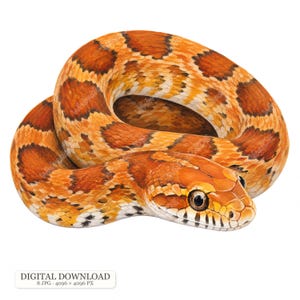 8 JPG Reptile Pets Clipart, Ball Python, Corn Snake, Blue Tongue Skink, Iguana, Tegu, Turtle, Lizard Illustrations