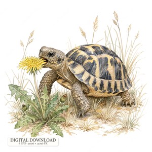 Könnte beinhalten: Eine detaillierte Aquarellillustration einer Schildkröte mit einem gemusterten braun-beigen Panzer, die eine leuchtend gelbe Löwenzahnblüte frisst. Die Schildkröte ist von grünen Blättern und hohen, dünnen Grashalmen auf weißem Grund umgeben.