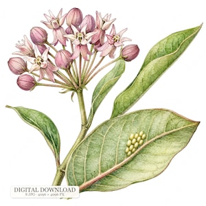 Könnte beinhalten: Eine botanische Illustration einer Seidenpflanze mit einem Büschel blassrosa sternförmiger Blüten und Knospen an einem grünen Stängel. Ein großes grünes Blatt zeigt eine kleine Ansammlung ovaler gelber Eier. Text: DIGITAL DOWNLOAD 8 JPG 4096 x 4096 PX.