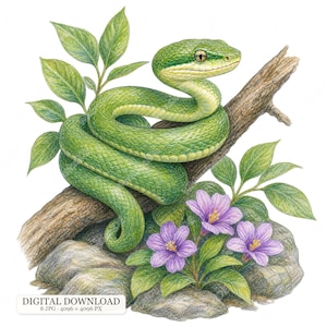 8 JPG Orm Clipart, Akvarell Reptil Konst, Kobra Huggorm Pytonorm Strumpebandsorm, Botaniska Vilda Djur Illustrationer, Natur Clipart