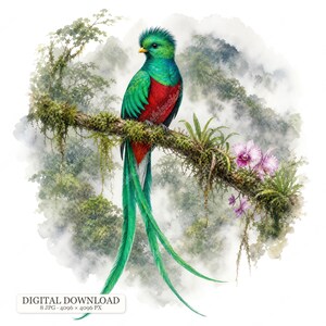 Könnte beinhalten: Ein Quetzal mit leuchtend grünem Gefieder, roter Brust und langen, fließenden Schwanzfedern, der auf einem moosigen Ast mit rosa Orchideenblüten vor einem nebligen, bewaldeten Bergpanorama sitzt.