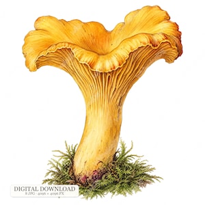 May include: A detailed illustration of a golden-yellow chanterelle mushroom with a wide, wavy cap and prominent gills extending down the stem. The base of the mushroom is surrounded by green moss. The image includes text: DIGITAL DOWNLOAD 8 JPG 4096 x 4096 PX.