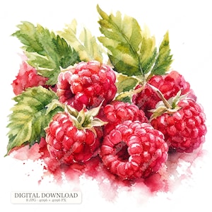 Könnte beinhalten: Eine Aquarellillustration einer Ansammlung leuchtend roter Himbeeren mit grünen Blättern. Die Beeren weisen detaillierte Texturen und Glanzlichter auf, begleitet von gezacktem Laub. Ein kleines rechteckiges Etikett unten zeigt DIGITAL DOWNLOAD 8 JPG 4096 x 4096 PX.