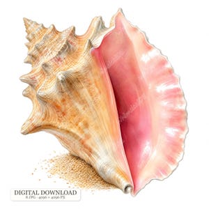 May include: A large conch shell with a spiraled, textured exterior in shades of tan and cream, featuring a smooth, vibrant pink interior aperture. The shell rests on a small pile of light-colored sand, with the text DIGITAL DOWNLOAD 8 JPG 4096 x 4096 PX.