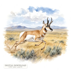 8 JPG Gaffelantilope Clipart, Akvarell Prärieantilop, Västerländska Vilda Djur Illustrationer, Kalkon och Hind, Sagebrush Plains Djur