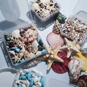 May include: A collection of assorted seashells and starfish, some contained within clear square plastic storage containers and others arranged loosely. The shells feature various shapes, sizes, and colours including white, blue, brown, and red.