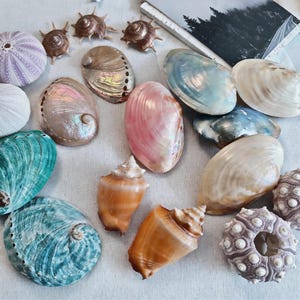 Puede incluir: Una colección de diversas conchas marinas y esqueletos de erizos de mar en formas, tamaños y colores variados, incluyendo conchas de abulón iridiscentes, bivalvos lisos blancos y bronceados, caracolas en espiral y esqueletos de erizos de mar texturizados en morado y blanco.