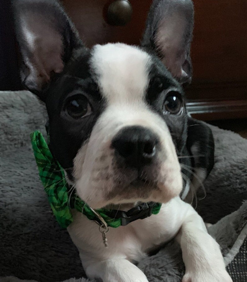 St. Patty's Green and Black Irish Plaid Bow Tie Dog Collar ALL SIZES imagem 4