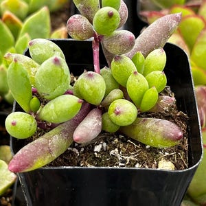 May include: A succulent plant with plump, rounded, light green leaves featuring reddish-purple tips and stems, potted in a square black plastic container filled with dark soil. The plant displays a cluster of fleshy, teardrop-shaped foliage.