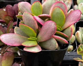 Pink Jade Succulent – Crassula Platyphylla – Live 2" Potted Succulent – Colorful Crassula Plant – Pink Red Succulent