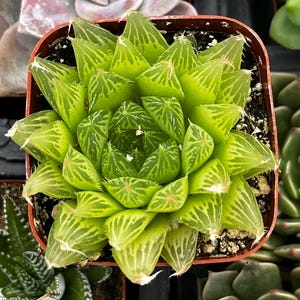 May include: A Haworthia succulent plant with translucent, lime-green, triangular leaves arranged in a tight rosette pattern. The leaves feature distinct, darker green vein markings and small, white, hair-like spines at the tips, potted in a square container.