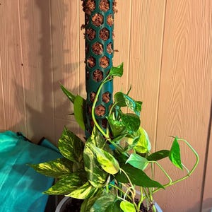 May include: A dark green cylindrical plant support pole with a hexagonal honeycomb pattern filled with brown sphagnum moss. The pole stands vertically in a clear plastic pot containing a variegated pothos plant with green and yellow leaves.