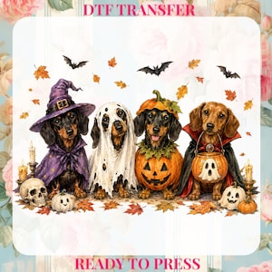Peut inclure: Un transfert DTF prêt à presser représentant quatre teckels en costumes d'Halloween. L'un porte un chapeau de sorcière violet, un est un fantôme, un est dans une citrouille, et un porte une cape de vampire avec un seau fantôme, des chauves-souris et des feuilles.