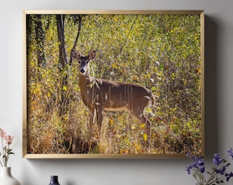 Weißwedelhirsch Poster | Rustikale Wildtier Fotografie Wandkunst