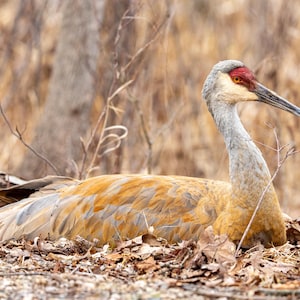 Sandhill Crane Wall Art, Michigan Wildlife Photography, Bird Watching Gift, Large Bird Print, Standing Crane Photo, Digital Download