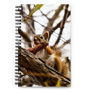 Könnte beinhalten: Spiralgebundenes Notizbuch mit einem Foto eines Eichhörnchens auf einem Ast, das einen Tannenzapfen hält. Das Eichhörnchen hat rotbraunes Fell und einen buschigen Schwanz. Der Hintergrund zeigt Äste und Blätter.