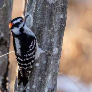 Op de afbeelding: Een Amerikaanse dwergspecht klampt zich vast aan een boomstam. De vogel heeft een zwart-wit patroon op zijn lichaam, een rode vlek op de achterkant van zijn kop en een wit gezicht. De boomschors is grijs en getextureerd, met een vage achtergrond in warme tinten.
