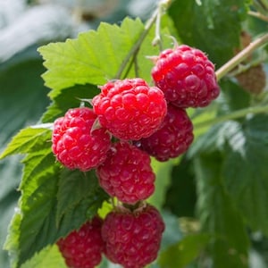 Peut inclure: Gros plan sur des framboises rouges mûres sur une branche verte. Les framboises, d'un rouge vif, présentent une surface texturée. Les feuilles vertes offrent un contraste naturel, mettant en valeur la fraîcheur.