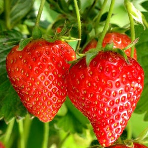 May include: Close-up of ripe strawberries with vibrant red skin and small yellow seeds. The strawberries are attached to green stems and surrounded by green leaves, suggesting a fresh harvest.
