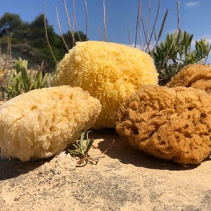Puede incluir: Cuatro esponjas marinas naturales en tonos amarillos y marrones descansan sobre una superficie arenosa, con plantas verdes y cielo azul de fondo. Las esponjas tienen una textura porosa, ideal para la limpieza.