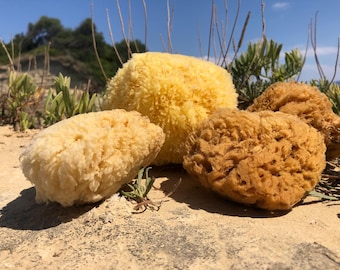 Natural Greek Sea Sponge – Authentic Bath & Body Exfoliator, 5.5-6”