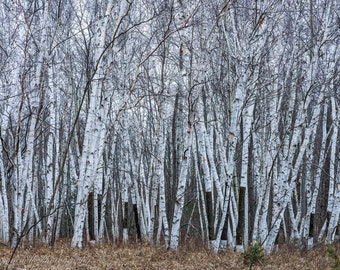 Birch Tree Forest