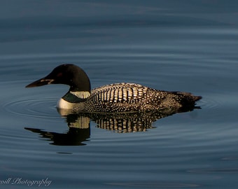 Loon Reflections