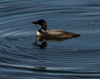 Loon with fish