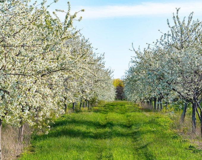 Featured listing image: Cherry Trees in Full Bloom