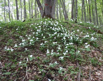 Trillium Hill Photo Digital Download