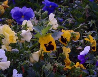 Cloud of Pansies Photo Digital Download