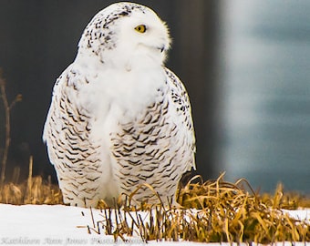 Snowy Owl Peeking