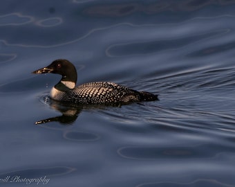 Loon