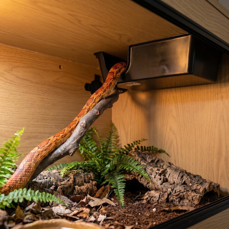 Corn snake climbing up to an elevated ceiling-mounted hide box in a woodland vivarium