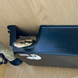 May include: A ball python peeks out from a black plastic reptile hide. The snake's head is brown and tan with dark markings. A branch extends from the left side of the image. The hide has a white sticker with a reptile graphic.