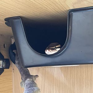May include: A snake's head peeks out from a dark gray enclosure. The snake has a tan and brown pattern. A small branch is in the foreground, and a black ventilation grate is visible on the left.