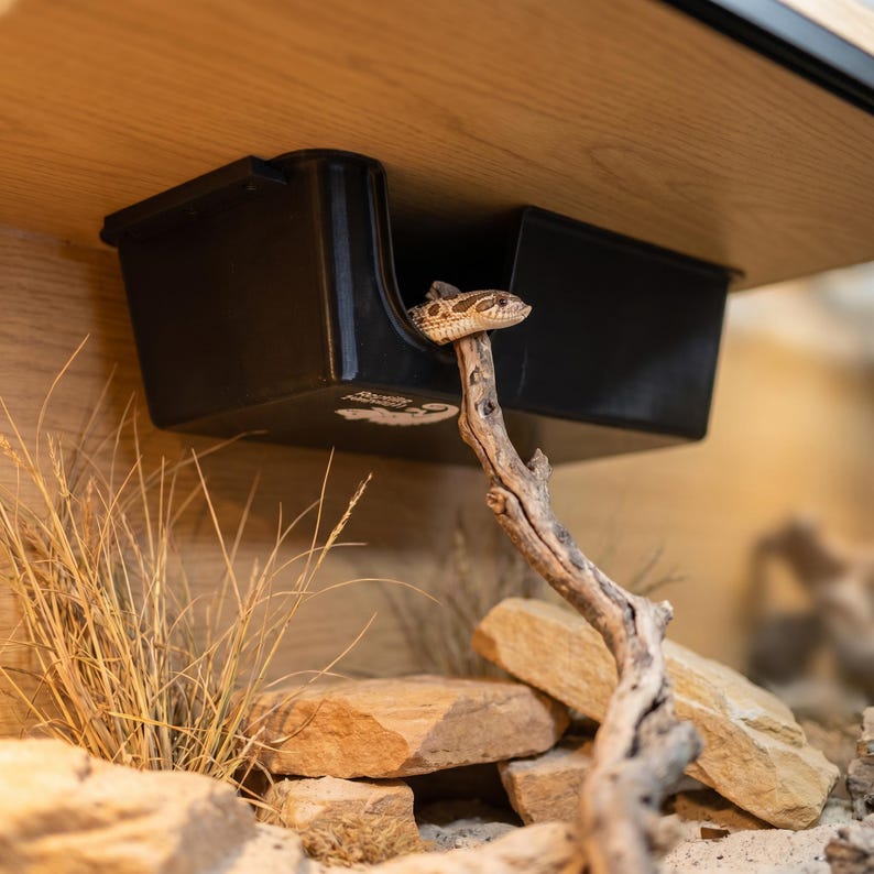 Western hognose snake in an elevated ceiling-mounted hide box in an arid vivarium