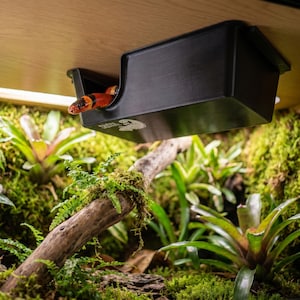 Milk snake peeking from an elevated ceiling-mounted hide box in a bromeliad vivarium