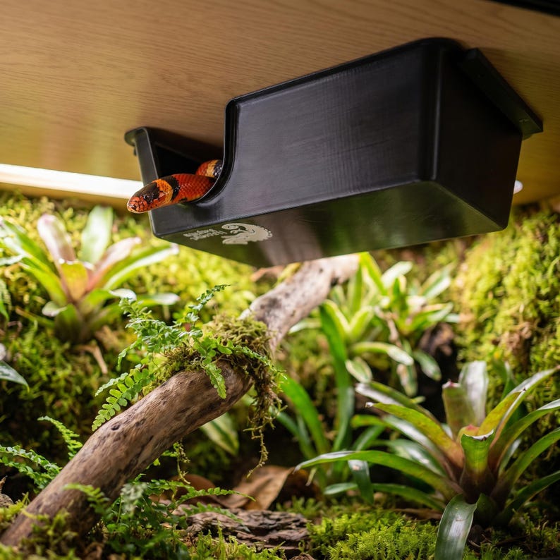 Milk snake peeking from an elevated ceiling-mounted hide box in a bromeliad vivarium