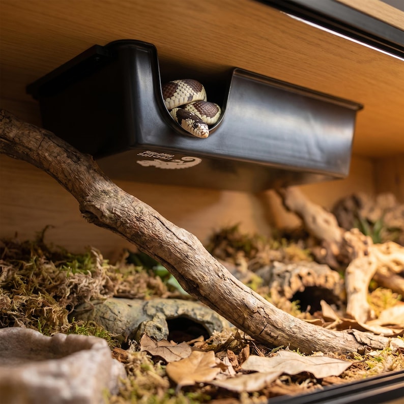 King snake curled inside an elevated ceiling-mounted reptile hide box