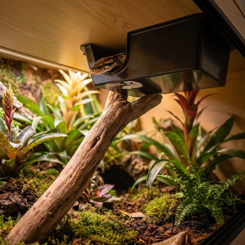 Ball python emerging from an elevated ceiling-mounted hide box in a lush tropical vivarium