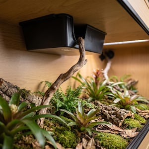Elevated ceiling-mounted hide box freeing up the floor of a lush planted vivarium