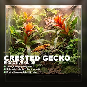 Könnte beinhalten: Ein digitaler Leitfaden mit dem Titel CRESTED GECKO BIOACTIVE GUIDE, der ein 16-seitiges Schritt-für-Schritt-PDF zum Ausdrucken zu Hause in A4 und US Letter enthält. Das Cover zeigt einen Kronengecko auf einem Ast in einem grünen Glasterrarium.