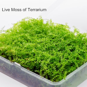 May include: A rectangular plastic container filled with vibrant green live moss. The moss is dense and lush, with tiny leaves creating a textured surface. The text "Live Moss of Terrarium" is displayed at the top left.