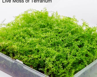 Live Moss Variety Pack – Terrarium, Reptile Habitat Ground Cover