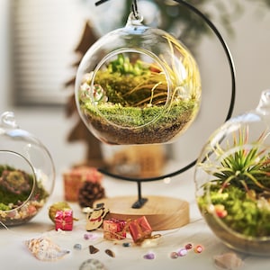 May include: A clear glass terrarium with a small succulent garden, suspended from a black metal stand. The terrarium contains moss and small plants. Additional terrariums and decorative items are in the background. The text at the bottom says, "Our package comes with moss included..."